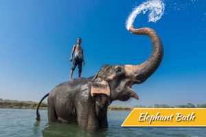 Elephant-bath