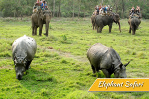 Elephant-safari